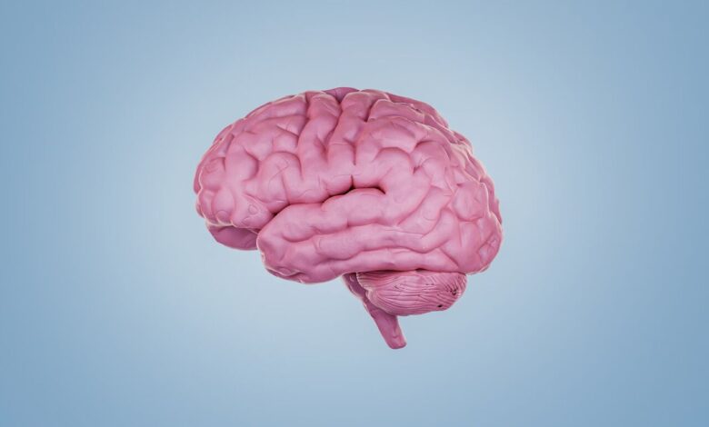 سال ۲۰۲۵ میلادی با موجی از تحقیقات انقلابی برای حفظ سلامت مغز در سالمندی همراه بوده است. از برنامه‌های برخطی که می‌توانند حدود ۱۰ سال پیری مغز را معکوس کنند تا کشف ارتباط غیرمنتظره واکسن زونا با کاهش خطر زوال عقل، این دستاوردها مسیرهای جدیدی برای تقویت تاب‌آوری مغز در برابر پیری گشوده‌اند.